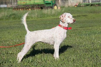 Hideaway Kennels English Setters - Colorado